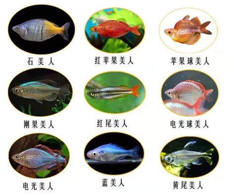 超好養的魚|十大易養觀賞魚排行榜